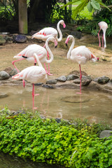Flamingos in Bali bird park