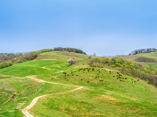서산목장. 길. 봄. 풍경 . 서산시. 길. 목장. 초지. 초원. 아침풍경.