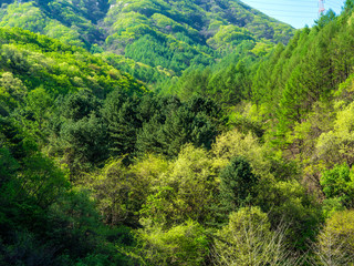  봄. 풍경 . 신록. 길. 목장. 초지 . 아침풍경.