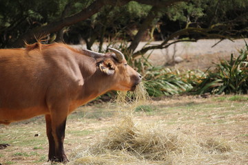 buffle qui mange du foin