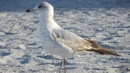 Fototapeta premium M;öwe am Strand