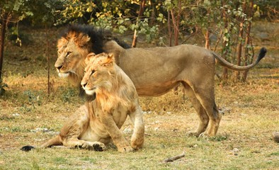 Obraz premium The Royal Family Photo