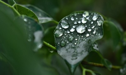 drops of Monsoon