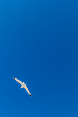 seagull flying in the blue sky