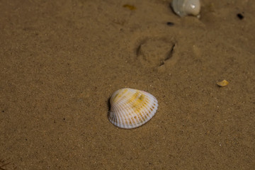 sea shell on the beach