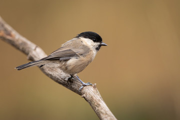 Marsh tit isolated on branch