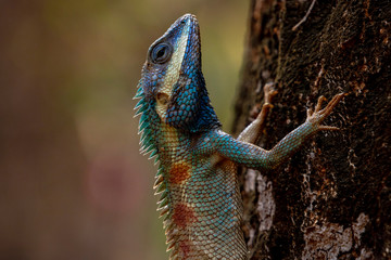 Blue Crested Lizard in mating colours. 