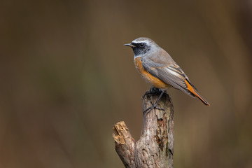 Common Redstart perched on a tree trunk