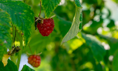 Delicious juicy raspberry will captivate you with its aroma and beauty.