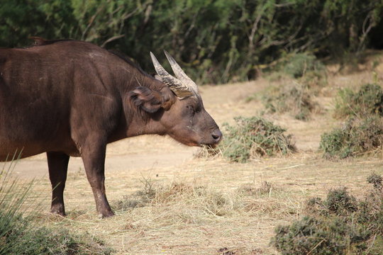 mamifere