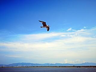 Fototapeta na wymiar Seagull flying over the blue sea 