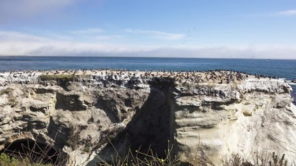 Beautiful Seascape and Sea Birds. Large Group of Brown Pelicans and Cormorants. View from Margo Dodd Park Beach, Pismo Beach Area, California Coastline
