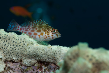 Fototapeta na wymiar Coral hawkfish in Sudan