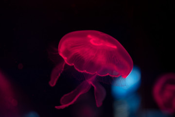 Beautiful red translucent jellyfish on a background of black water. Macro photography