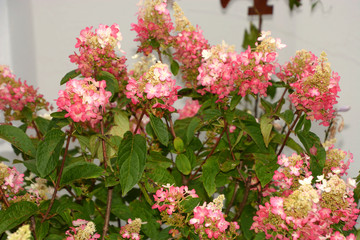 hydrangea paniculata pinky winky bush with white pink flowers, pinky winky in bloom