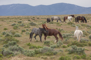 Naklejka na ściany i meble Wild Horse Stallions Sparring in the Utah Desert