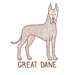 Isolated Great Dane in Hand Drawn Doodle Style