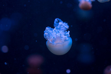 Naklejka na ściany i meble Beautiful blue jellyfish swim against the backdrop of a dark blue sea