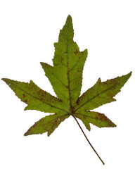 Yellow brown Japanese maple leaf