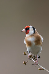 Goldfinch portrait isolated