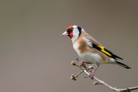 Goldfinch Winter Profile Portrait