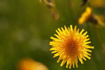 Wild yellow sonchus on the field in the sun