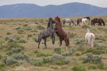 Wild Horse Stallions Sparring in the Utah Desert