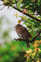 Bird relaxed in the depths of the tropical nature of beautiful Guatemala