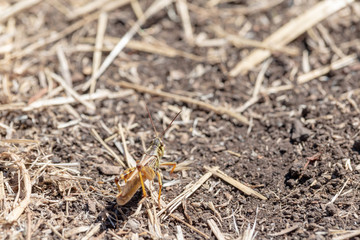 Grasshopper camouflaged in a dry summer field