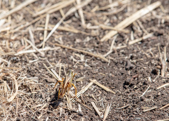 Grasshopper camouflaged in a dry summer field
