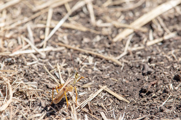 Grasshopper camouflaged in a dry summer field
