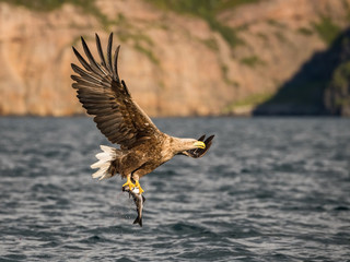 The White-tailed Eagle, Haliaeetus albicilla just has caught a fish from water, colorful environment of wildness. Also known as the Ern, Erne, Gray Eagle, Eurasian Sea Eagle. Nice summer background...