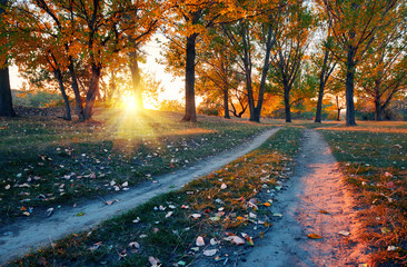ground road and beautiful trees in the autumn forest,bright sunlight with shadows at sunset