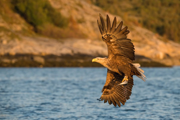 The White-tailed Eagle, Haliaeetus albicilla just has caught a fish from water, colorful environment of wildness. Also known as the Ern, Erne, Gray Eagle, Eurasian Sea Eagle. Nice summer background...
