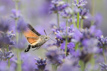 The hummingbird hawk-moth, Macroglossum stellatarum is hovering and drinking the nectar from the beautiful flower in our garden. Flying moth with nice colorful background...