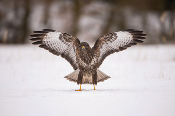 The Common Buzzard, Buteo buteo is sitting in the snow in winter environment of wildlife. ..