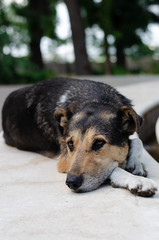 Old stray dog with sad eyes in a city park. Homeless animals concept. Loneliness