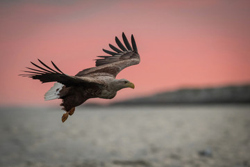 The White-tailed Eagle, Haliaeetus albicilla just has caught a fish from water, colorful environment of wildness. Also known as the Ern, Erne, Gray Eagle, Eurasian Sea Eagle. Nice summer background...