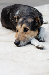 Old stray dog with sad eyes in a city park. Homeless animals concept. Loneliness