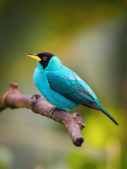 The Green Honeycreeper, Chlorophanes spiza is sitting on the branch in green backgound, amazing blue colored bird, Trinidad..