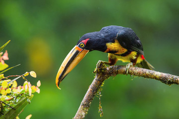Pteroglossus erythropygius or Pale-mandibled aracari is perched on the branch nice natural environment of wildlife, Ecuador