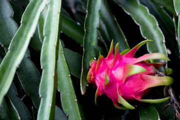 Obraz premium ripe dragon fruit on dragon fruit tree climber