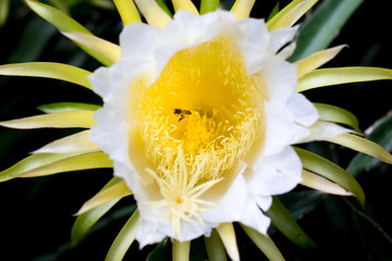 Fototapeta premium white dragon fruit flower on climber planting floral nature background