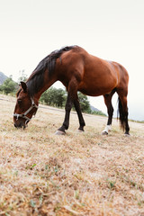 Front view of a brown horse eating