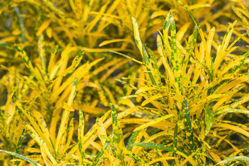 croton variegated laurel close leaf plant on decorative tree  planting nature  background © ninefar