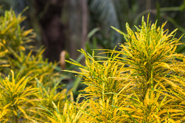 golden croton leaves  beautiful on decorative tree  planting natural  background © ninefar