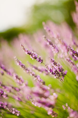 Fototapeta premium field of lavanda in the evening