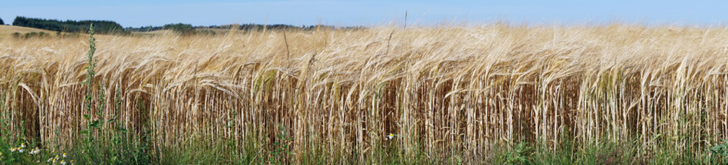 Wheat field