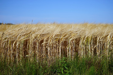 Wheat field