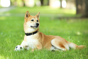 Shiba inu dog lying on the grass in park with ball toy
